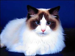美国短毛猫中或大型宠物猫的代表,可爱并且温顺的短毛猫