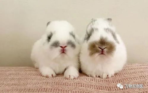 两只可爱宠物兔图片