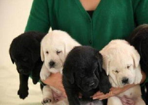 成都狗场出售纯种金毛犬幼犬大型犬领养宠物狗狗