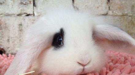 侏儒兔眼角有分泌物