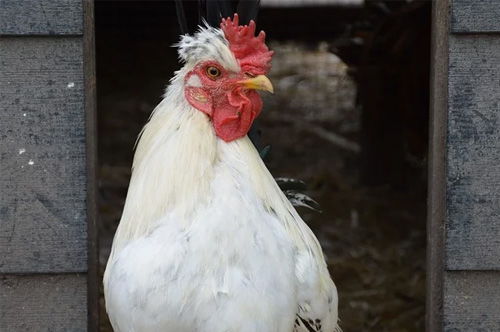 品相好毛色佳女生最爱比熊犬