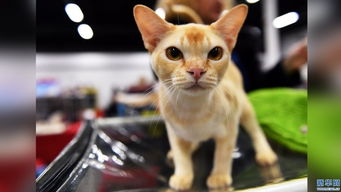 泰国网红猫拥有三万粉丝