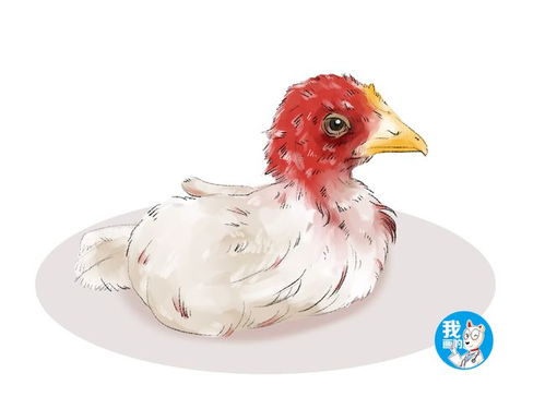世界上最贵的鸡,是乌骨鸡的一种,老外少见多怪花570万购买