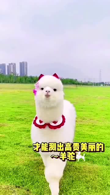 中国宠物文化节首秀,现实版疯狂动物城