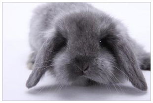 小兔子流眼泪导致泪痕,宠物兔流泪水汪汪