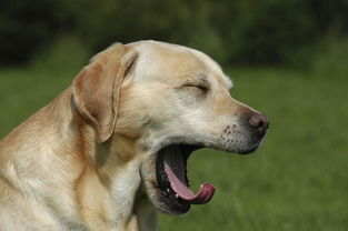 隔离人员的宠物犬有传染风险吗