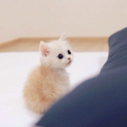 白色的小宠物狗