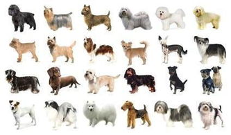 适合家养的五种超小型的宠物犬,你最喜欢哪种呢