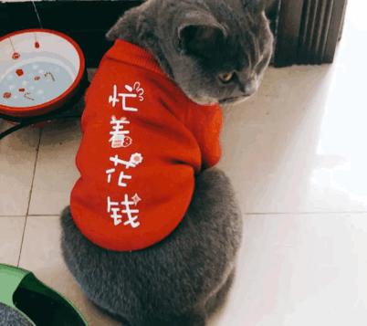 猫为什么不能剪胡子