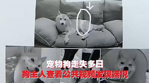 吐舌头的猫咪视频素材无版权无水印自取