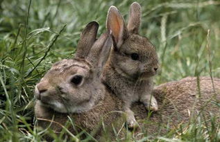 这几种宠物兔适合家养,颜值高又乖巧,蠢萌蠢萌的太讨喜了