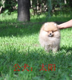 有些什么小型的宠物犬好养的