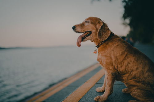 明星买狗首选犬舍