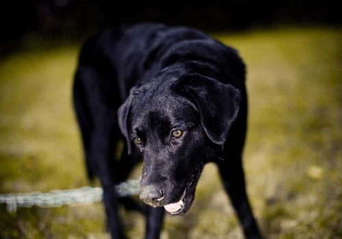 坐下可爱彩色卡通萌犬