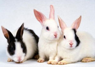 法国每天成千上万只兔兔消失,它们都去到了哪里