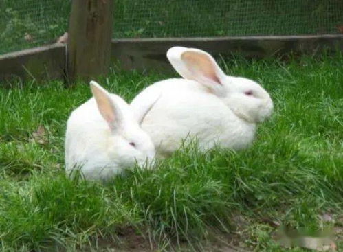 今年是兔年,一起来看荷兰的兔兔吧