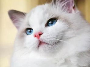 猫舍出售自家繁殖布偶猫纯种健康可上门挑选全国发货