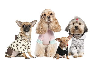 百色宠物狗犬舍出售纯种小短腿柯基犬网上卖狗买狗地方在哪有狗市场