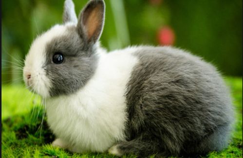 斑点兔缺乏维生素怎么补,给兔子补维生素方法