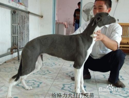 男子为解馋吃宠物狗,发业主群炫耀被骂,网友