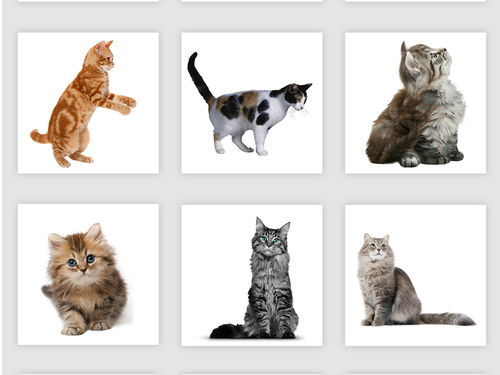 桔色斑纹卡通宠物小猫图片素材