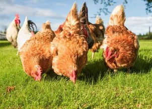 家禽诊断技术丨鸡场兽医如何快速判断鸡常见病