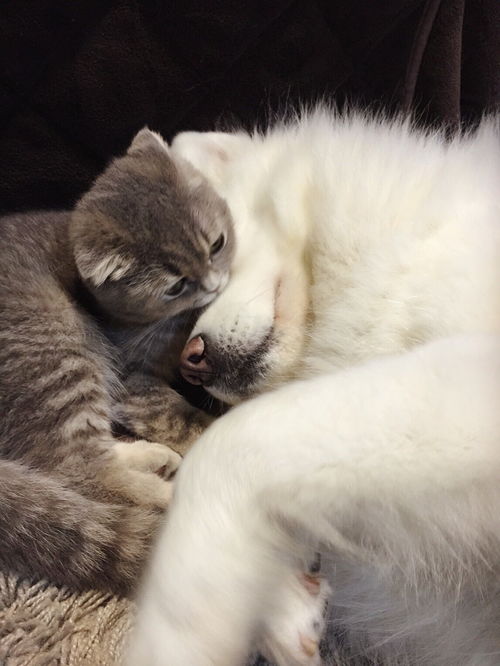 北京国泰宠物狗场纯种小鹿犬多少钱纯种小鹿犬价格纯种小鹿多少钱