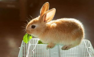 可以给兔子吃淀粉类食物吗