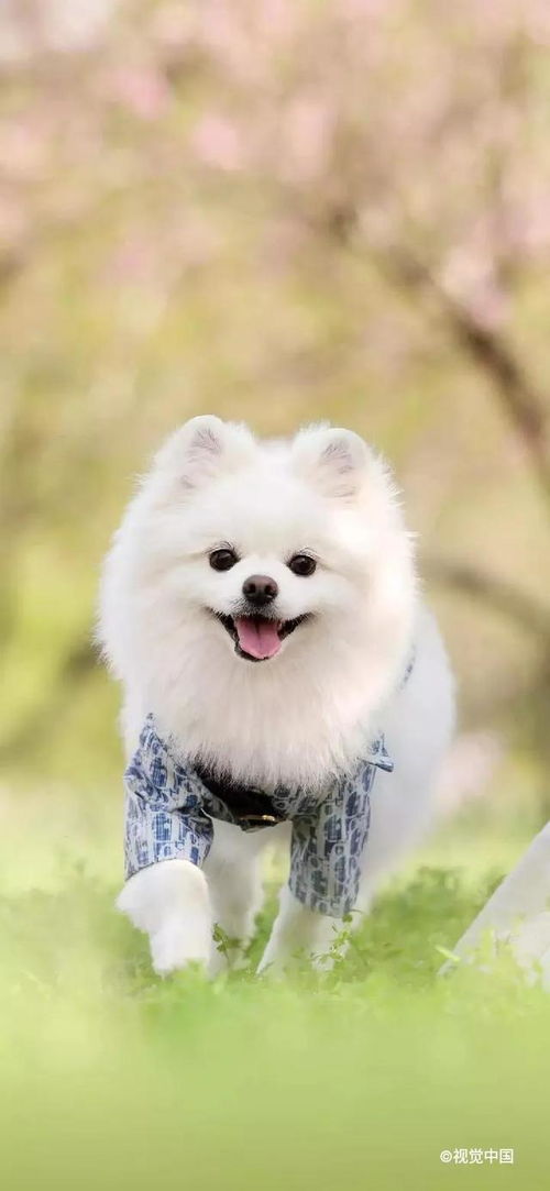 内蒙古宠物狗狗出售纯种博美犬迷你袖珍犬领养茶杯狗