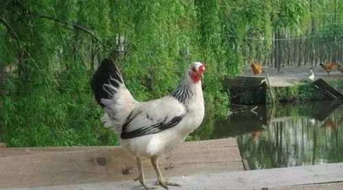 农户家鸭子每天啃鸡毛,把鸡都啃秃了
