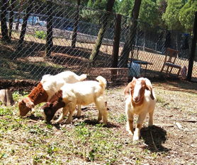 明朝一书生住宿寺庙,捡到一只微型猎犬,一不小心发生了这种事