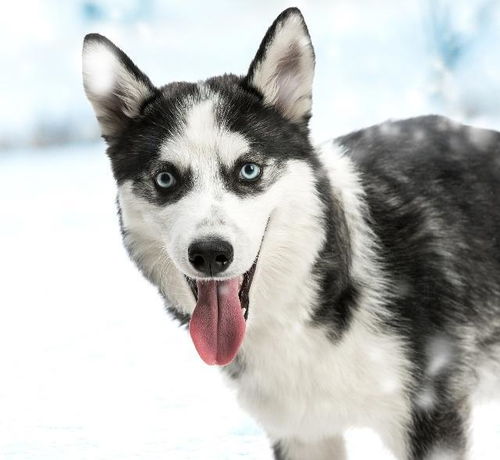 中华田园犬夺冠cku,它们不再是肉狗,新名字中华唐犬