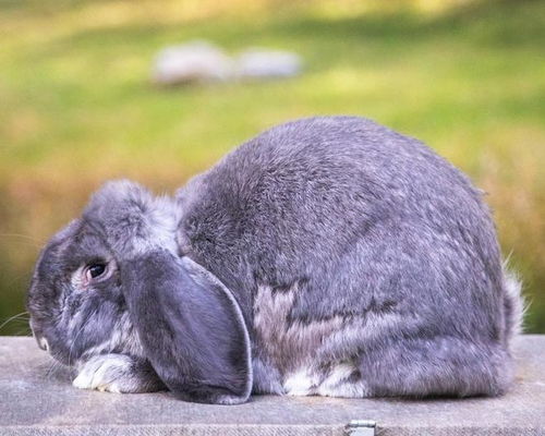 宠物兔养兔指南