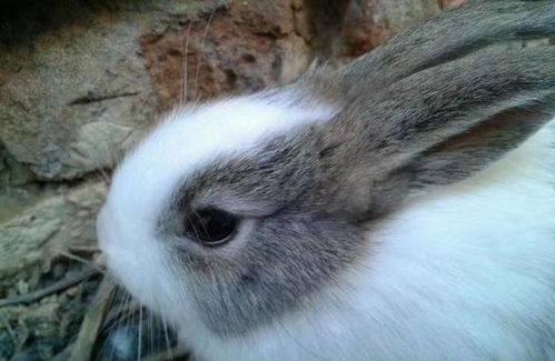 宠物兔,黑白道奇侏儒兔和垂耳兔的结合