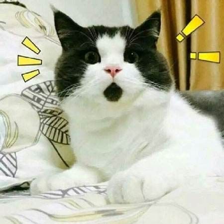 日本猫宝宝起名字宝典