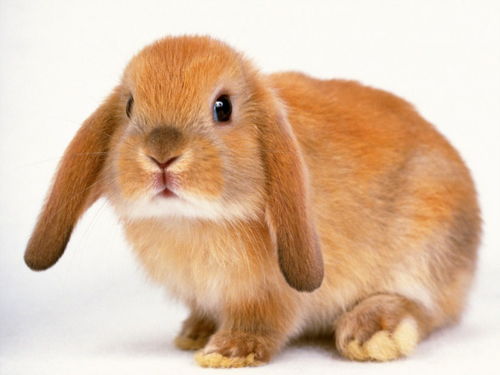 什么样的兔子比较好养比较温顺可以抱着的那种,不会很脏的