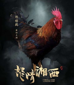全世界最黑的鸡一只2500美元