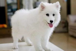 白色的各种动作的宠物狗