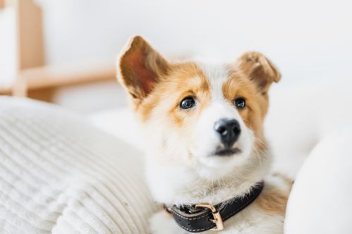 仿真可爱柯基意大利犬可爱萌宠物png狗狗素材图片免费下载