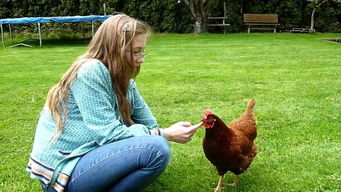 世上最大的鸡体型近2米,蛋比脸盆还大,一只能吃2个月