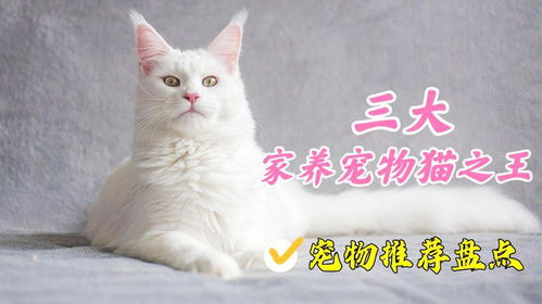 怎么制作家用猫砂,自制猫砂耐用多久