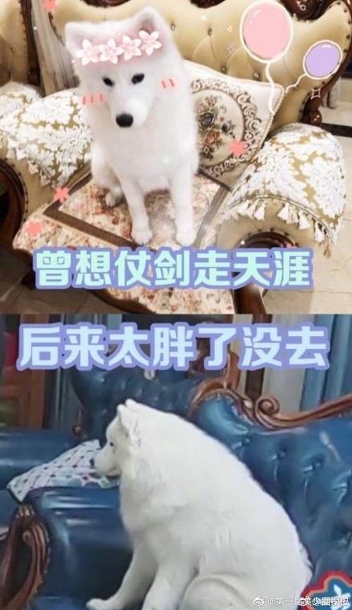 青白江区柯基犬舍专业售后