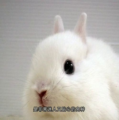 兔子一只眼睛结膜炎,兔子结膜炎会自愈吗