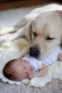 大型正规犬舍繁殖纯种健康比熊幼犬