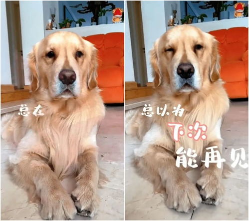 2019年中国宠物行业白皮书及合法进口宠物食品的条件