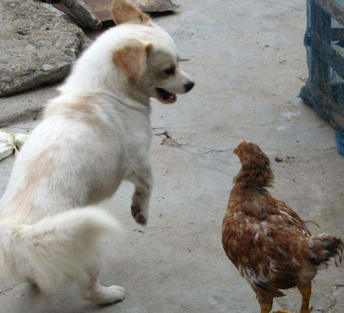 宠物法斗犬萌宠狗狗图片