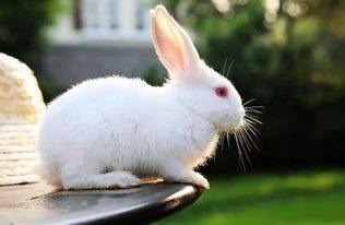 海棠兔多少钱一只