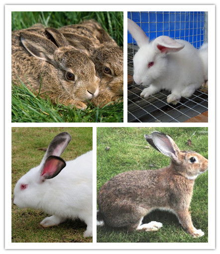 日本一只宠物兔每天和喵星人