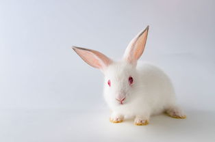 一只兔子大约重几克