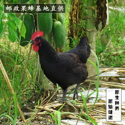 网牧小鸡饲料颗粒雏鸡宠物鸡农家散养鸡蛋鸡鸡食鱼饵鹅小鸭预混料